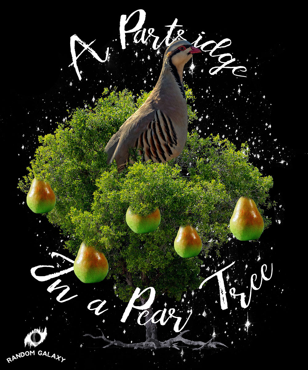 Partridge in a Pear Tree