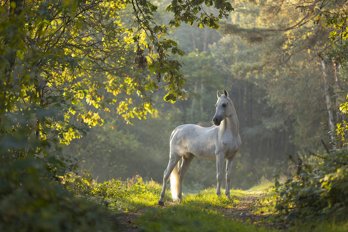 Forest Unicorn