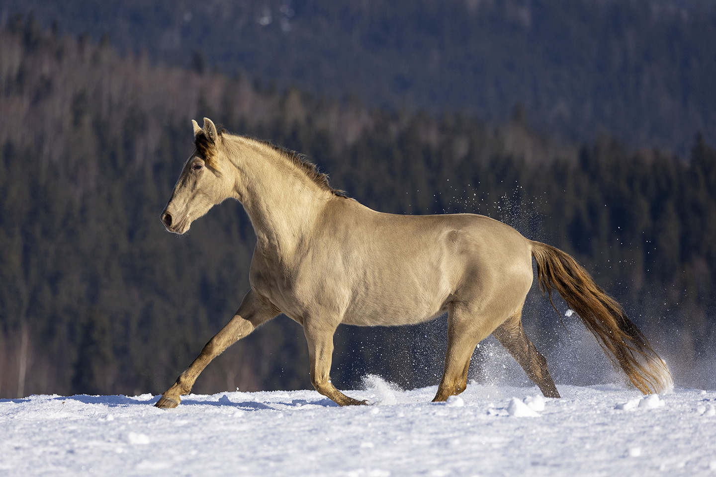 Winter’s Wild Beauty