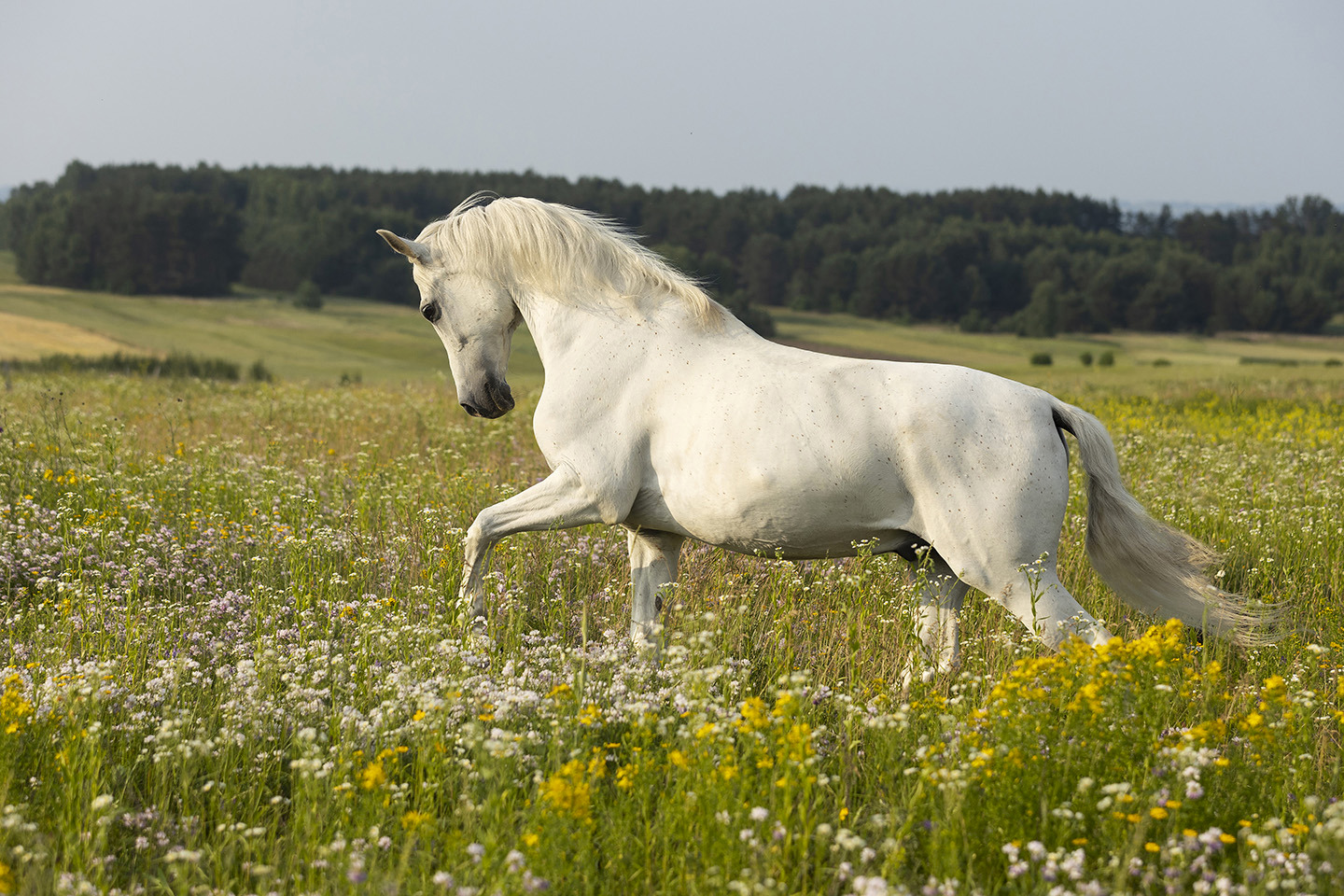 A Sea of Wildflowers