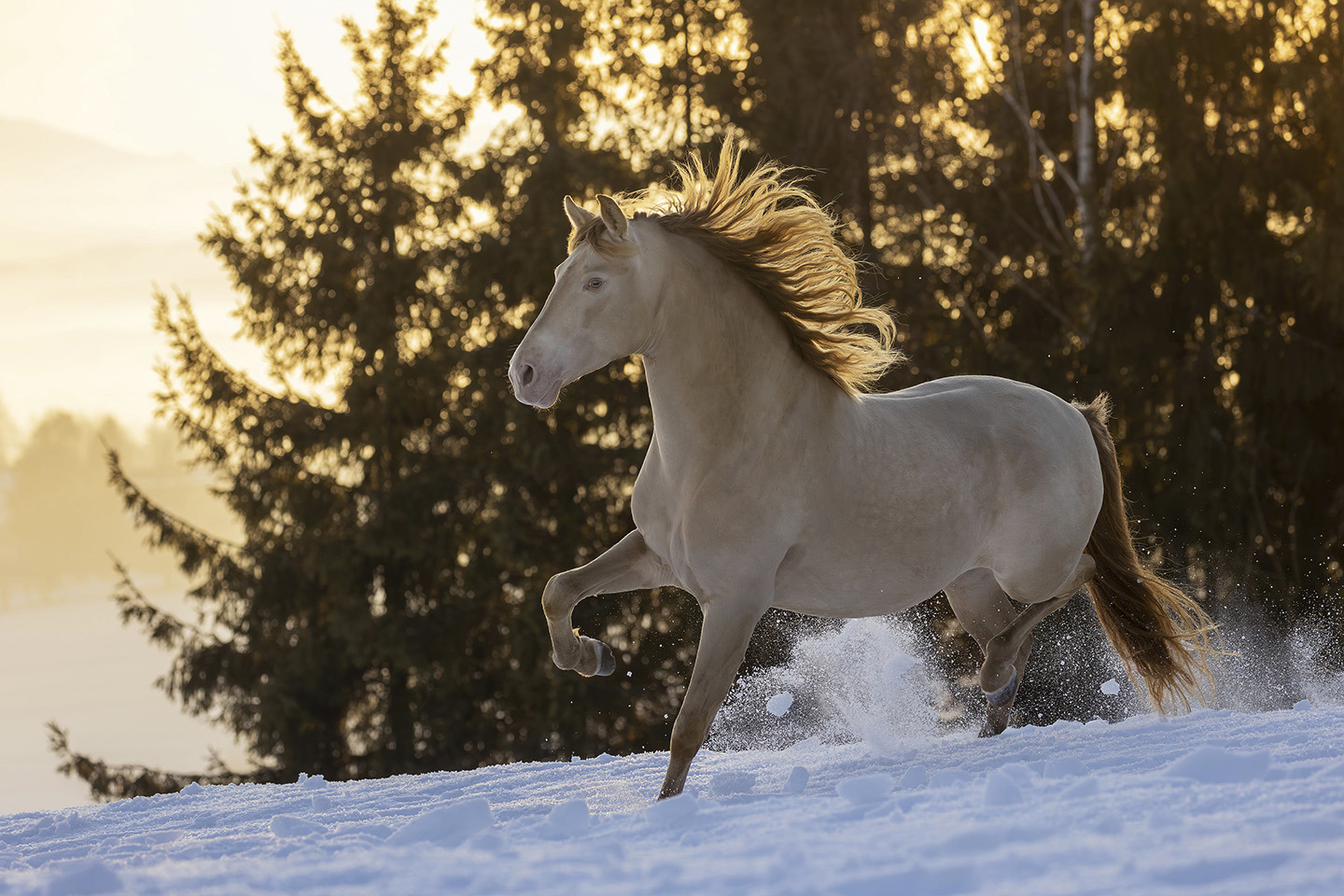 A Winter’s Tale