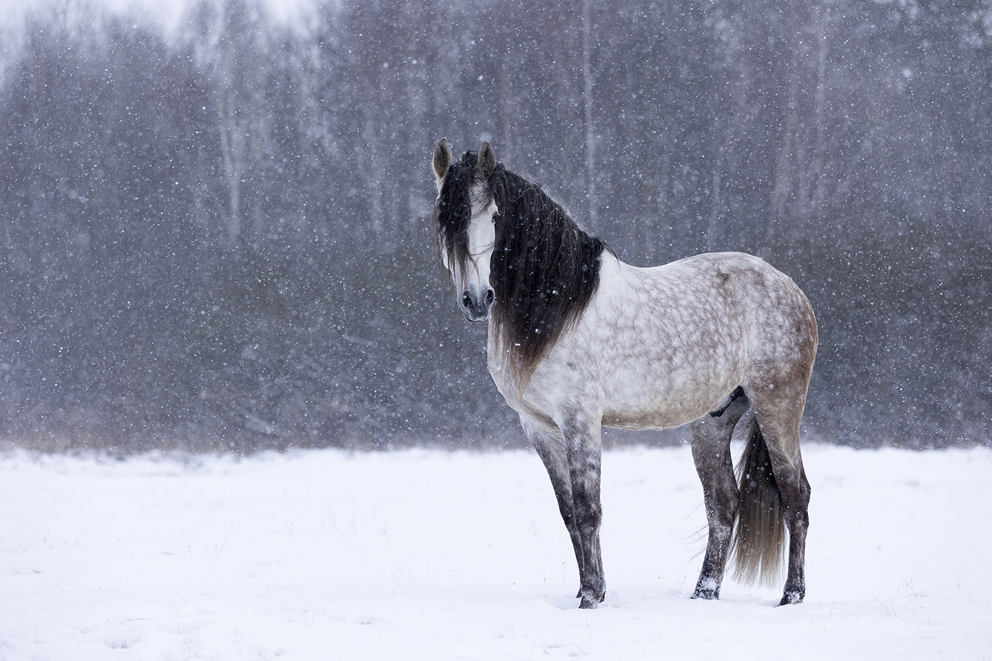 Winter Solitude