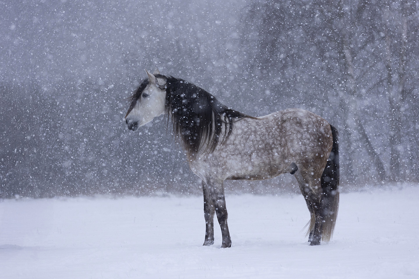 Winter Solitude