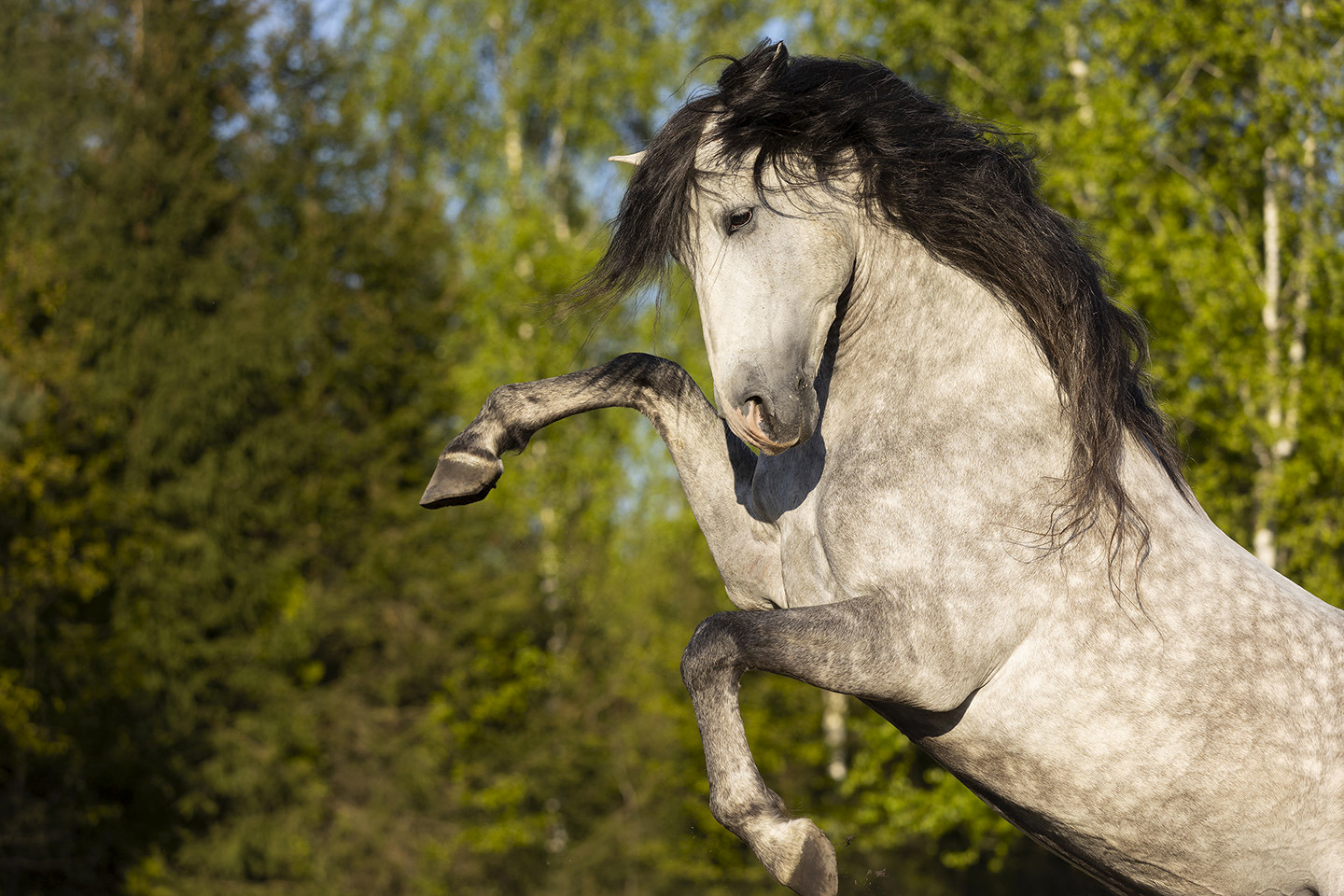 Unbridled