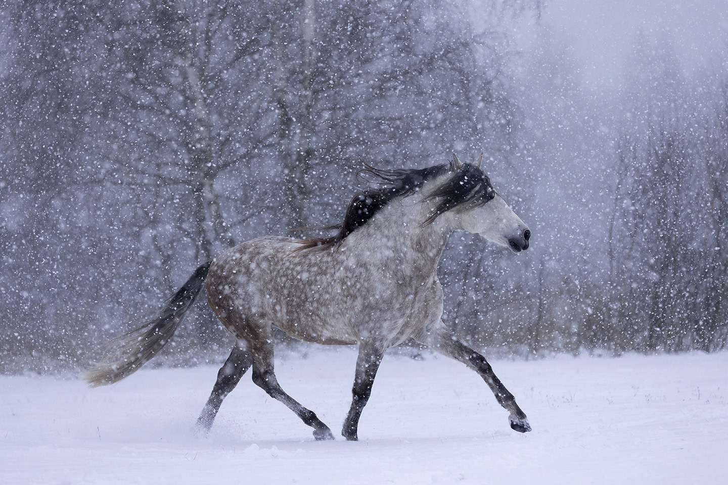 Snowbound Spirit