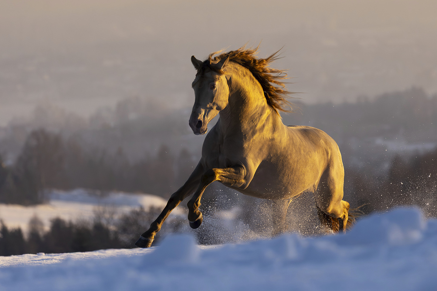 Fire in the Snow