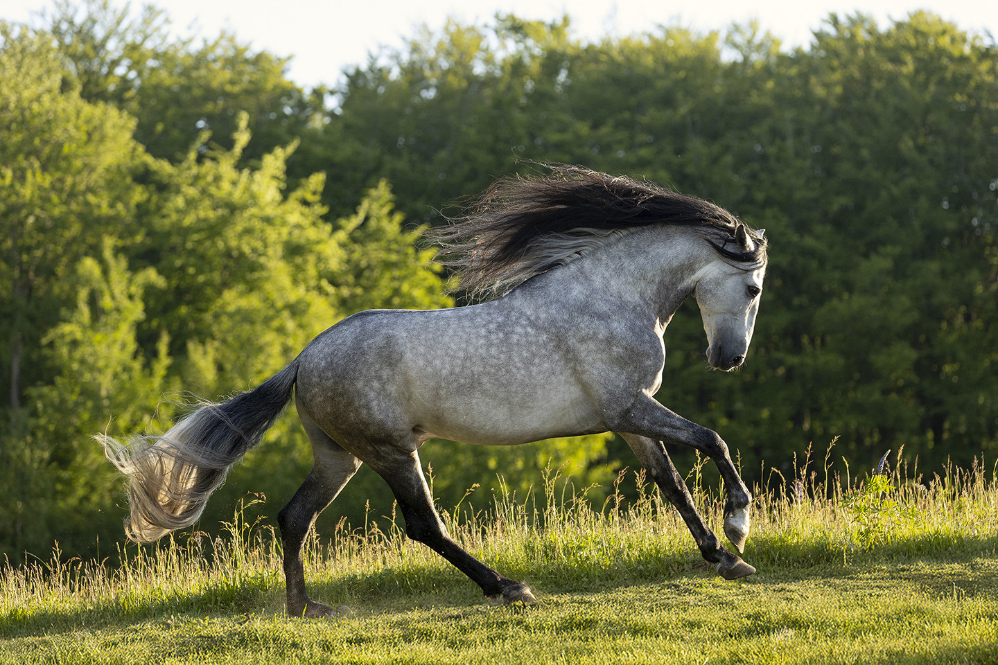 Wild Elegance