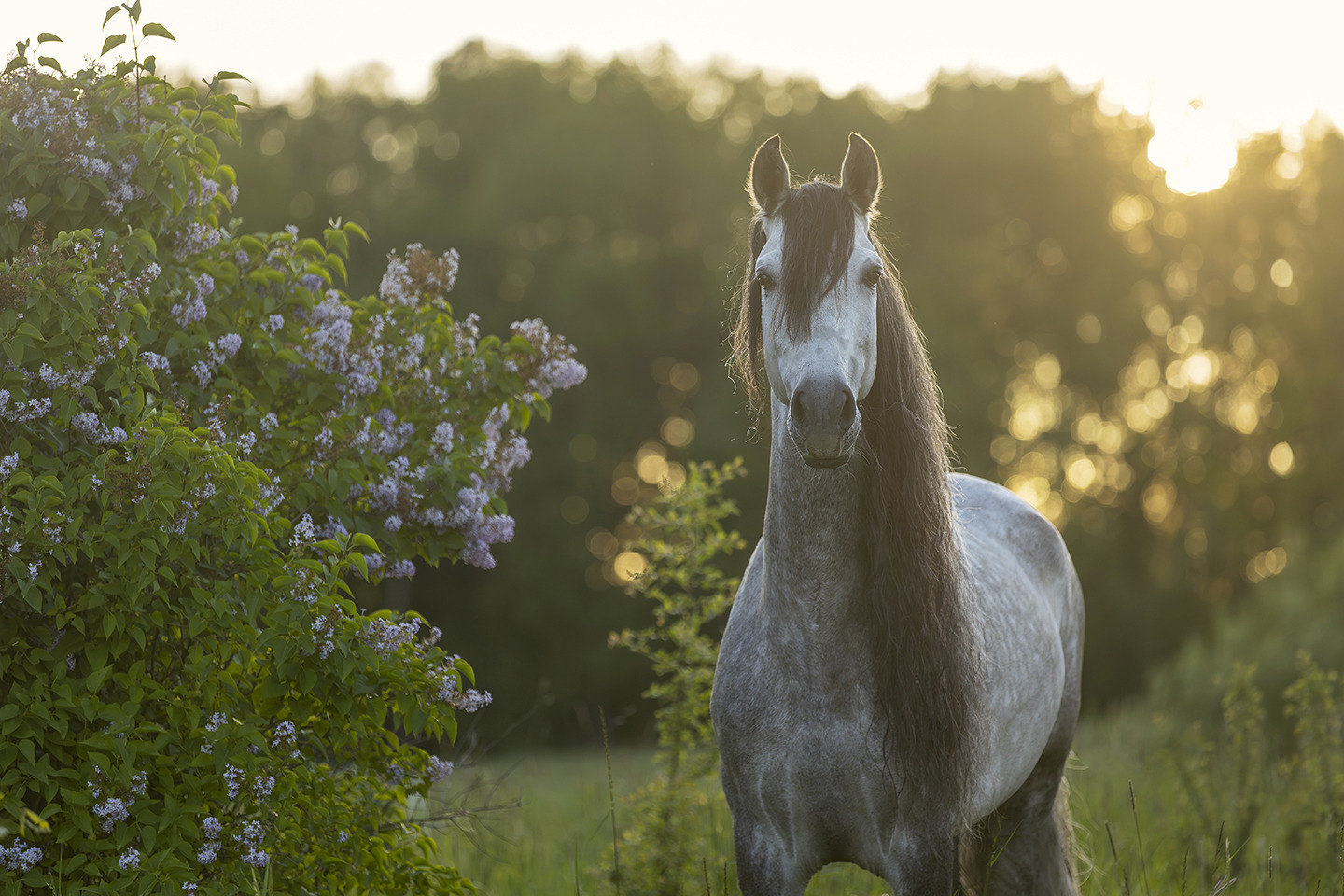 Among the Lilacs
