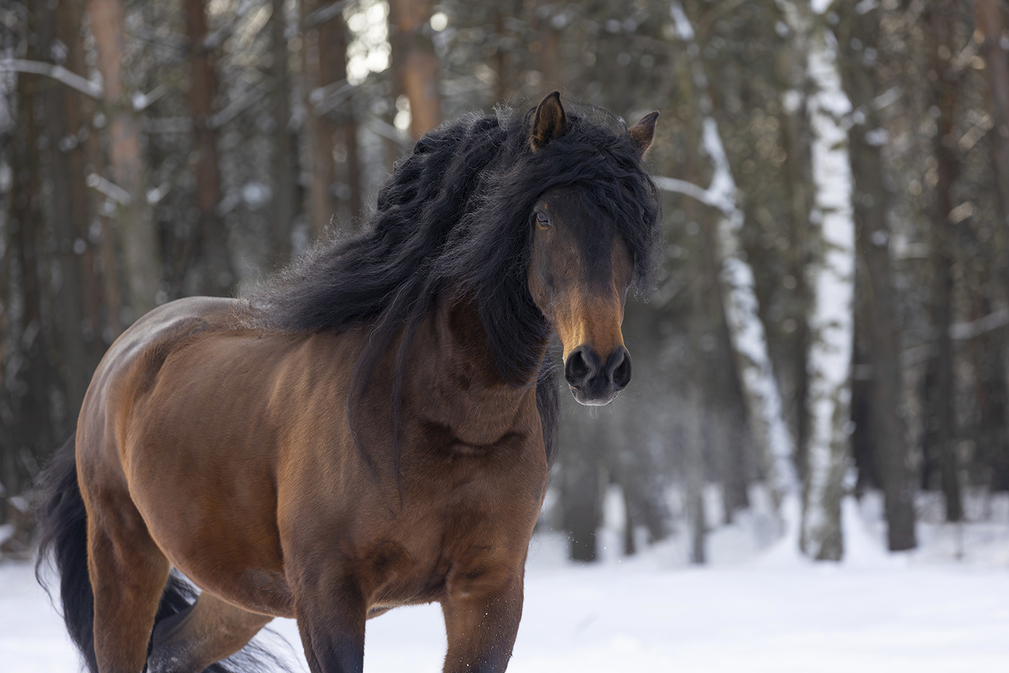 Forest Wildheart