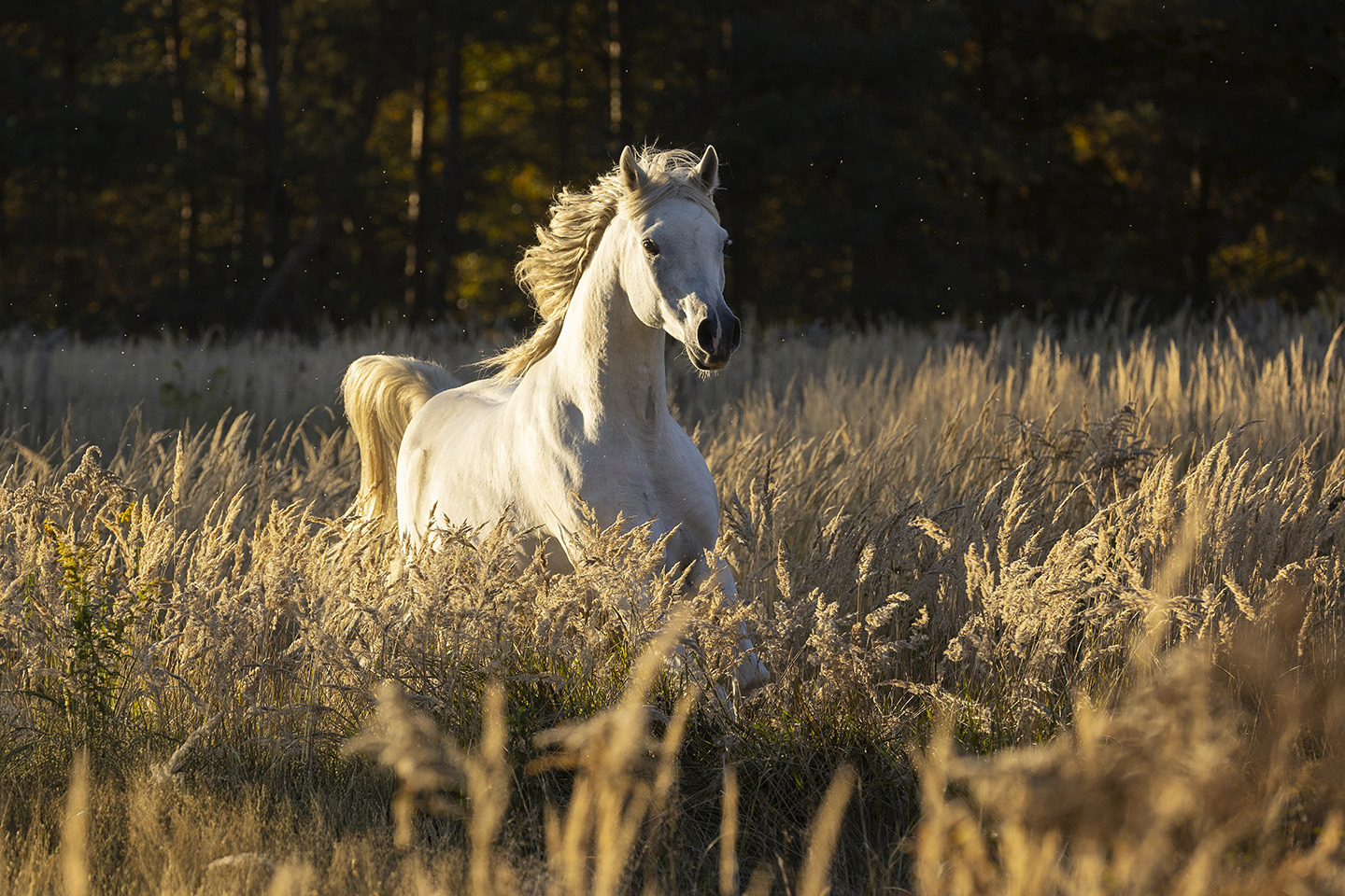 Golden Sea of Grass