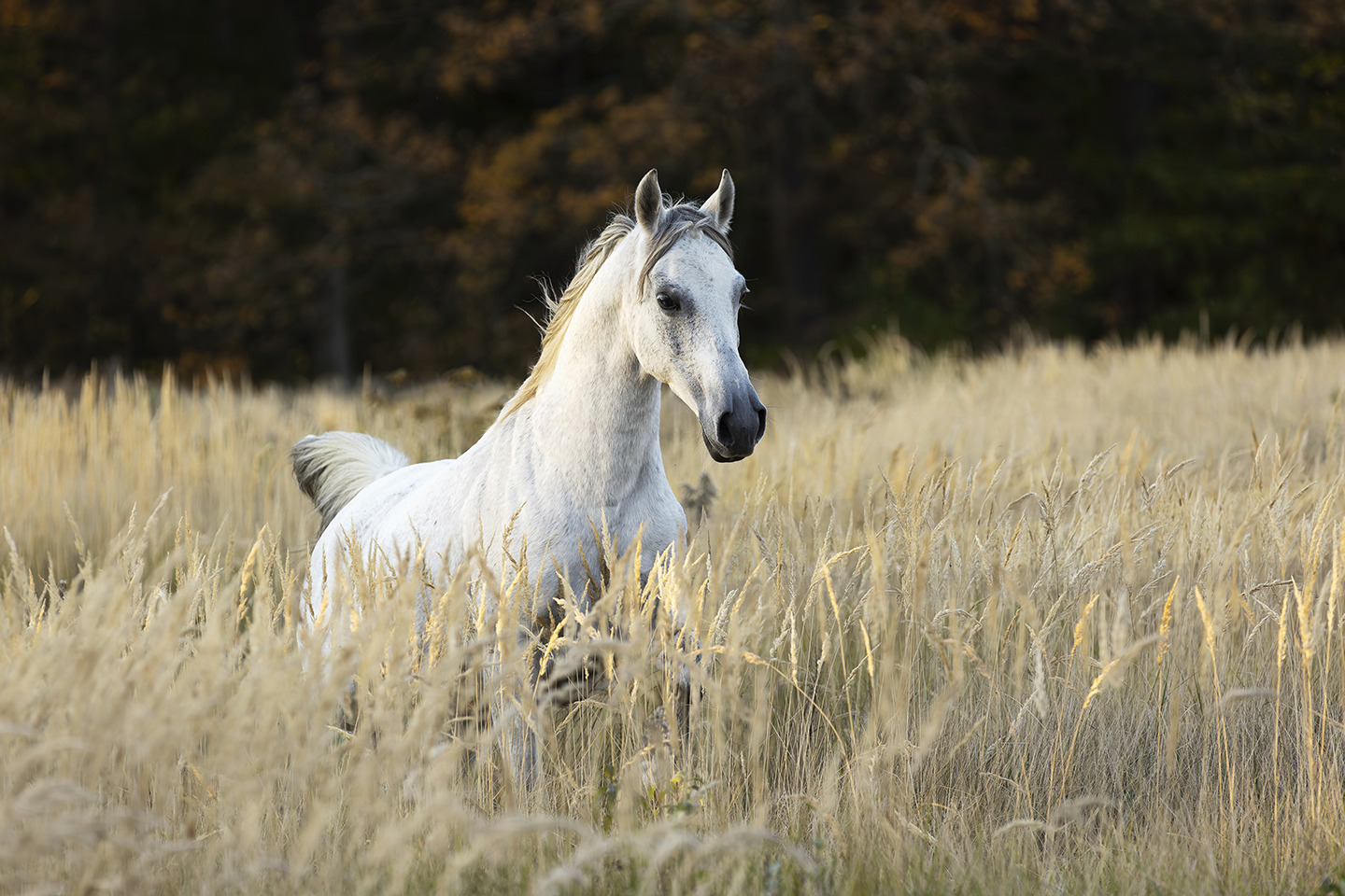 Golden Grassland