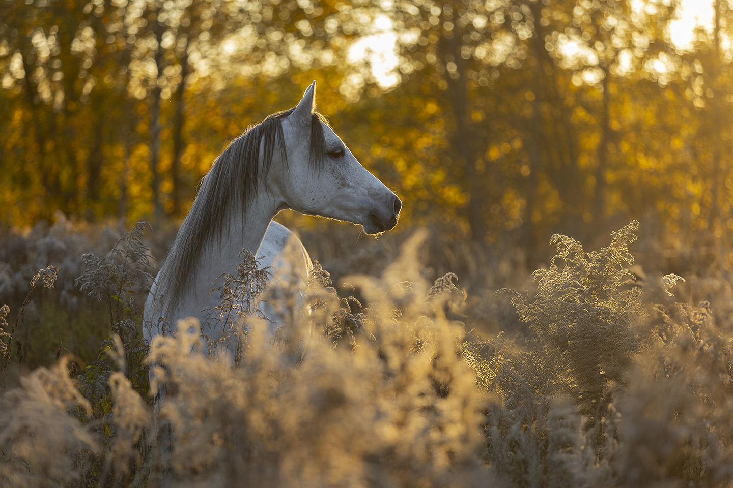 Made of Dusk