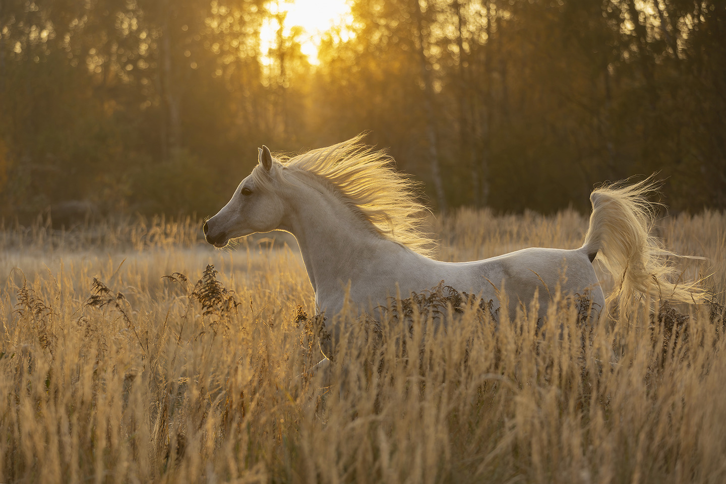 Born of Golden Light