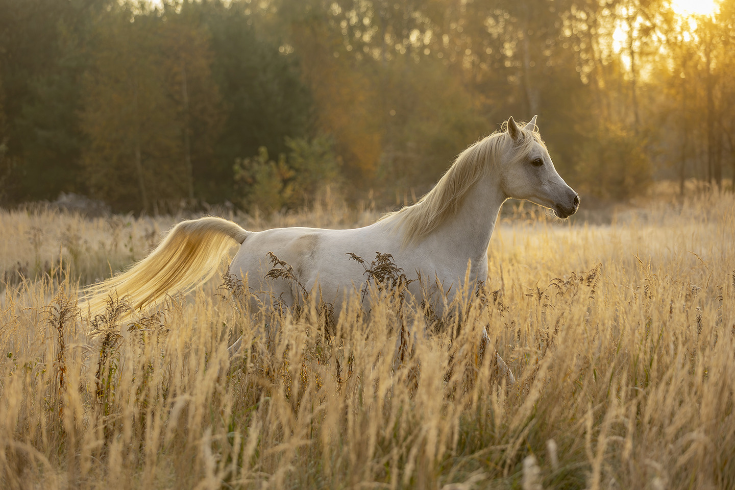 A Creature of Light