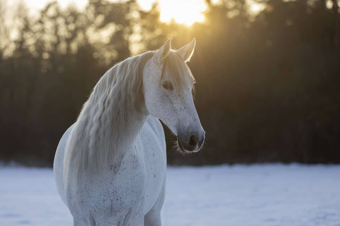 Winter Glow