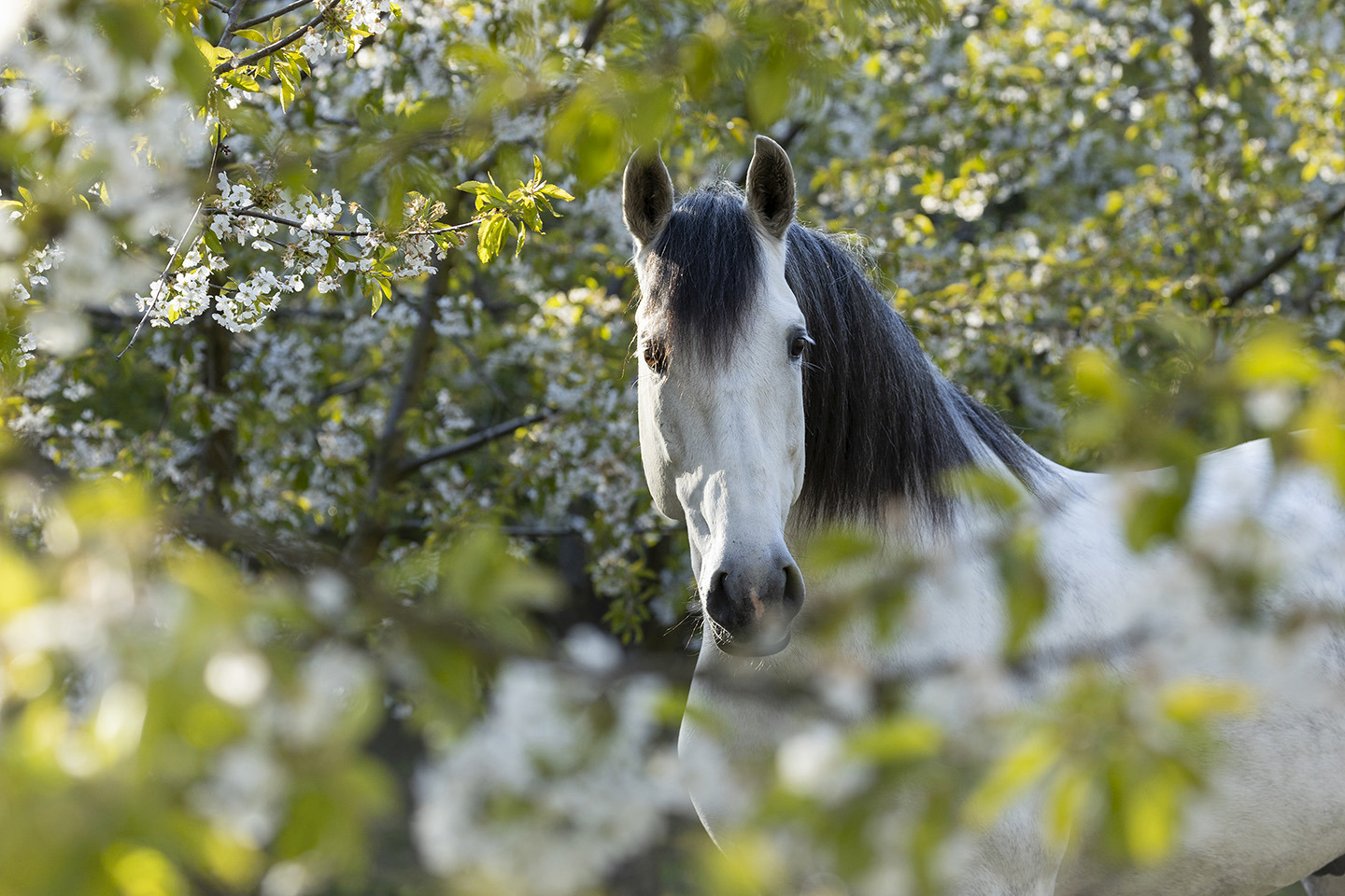 Behinde the Blossom