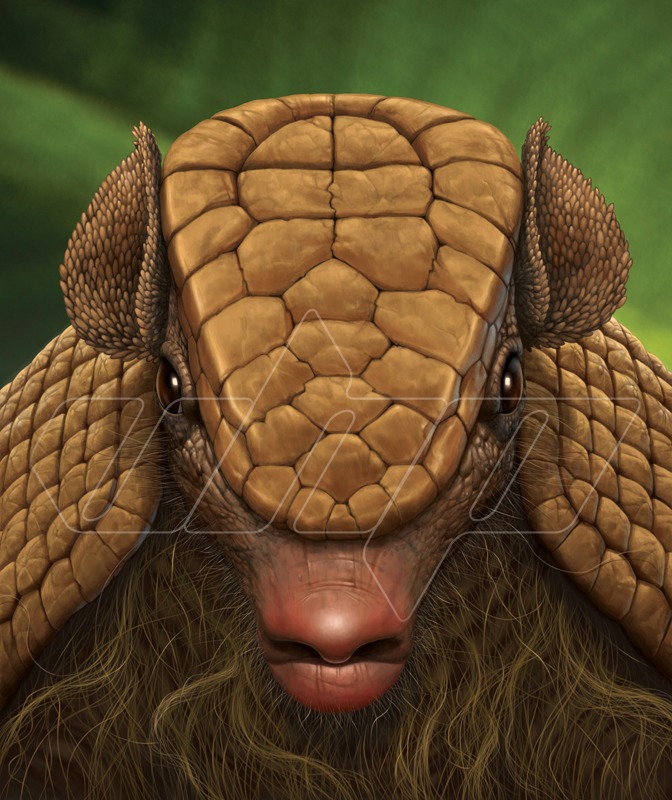 Armadillo Portrait