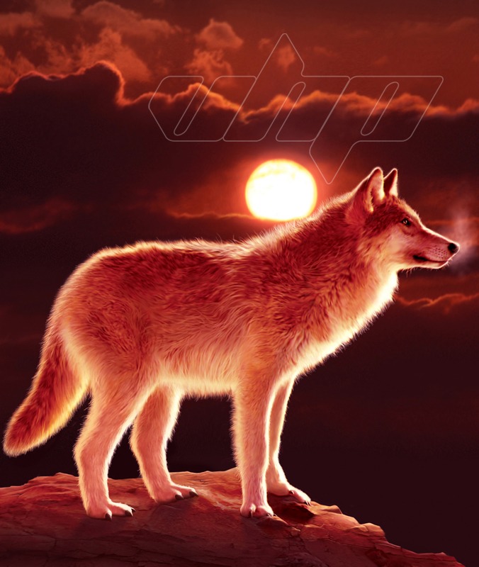 Sunset Wolf