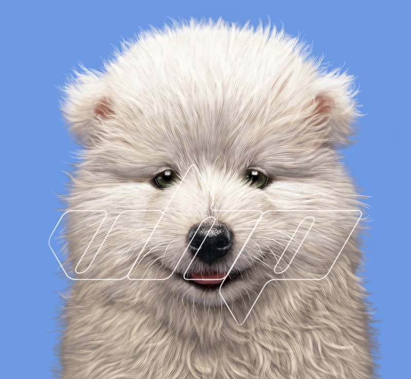 Samoyed puppy Portrait