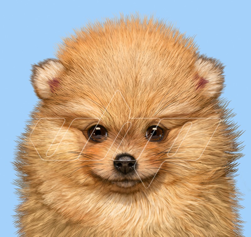 Pomeranian Puppy Portrait