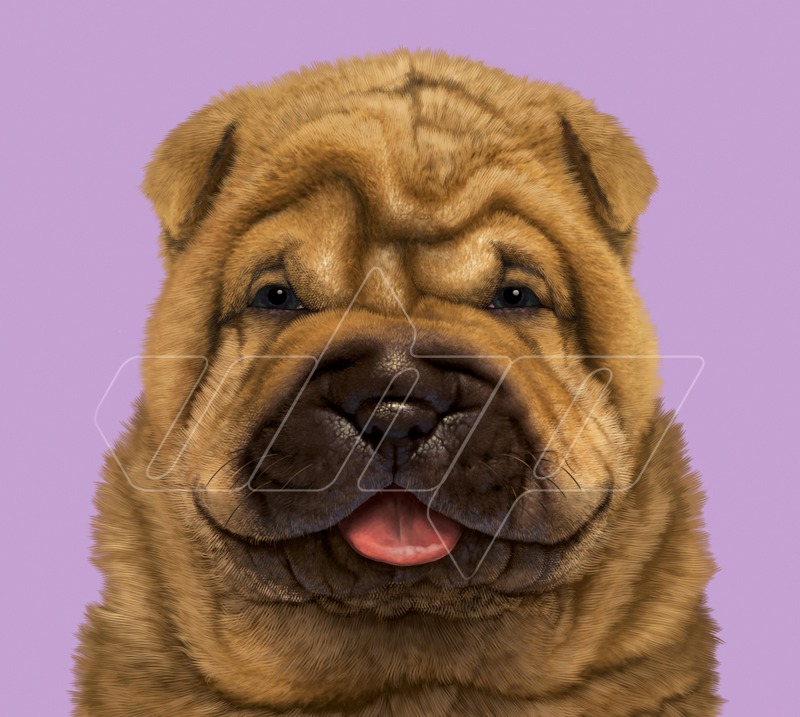 Shar Pei Puppy Portrait