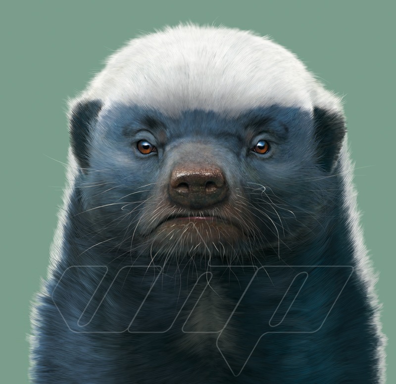 Honey Badger Portrait