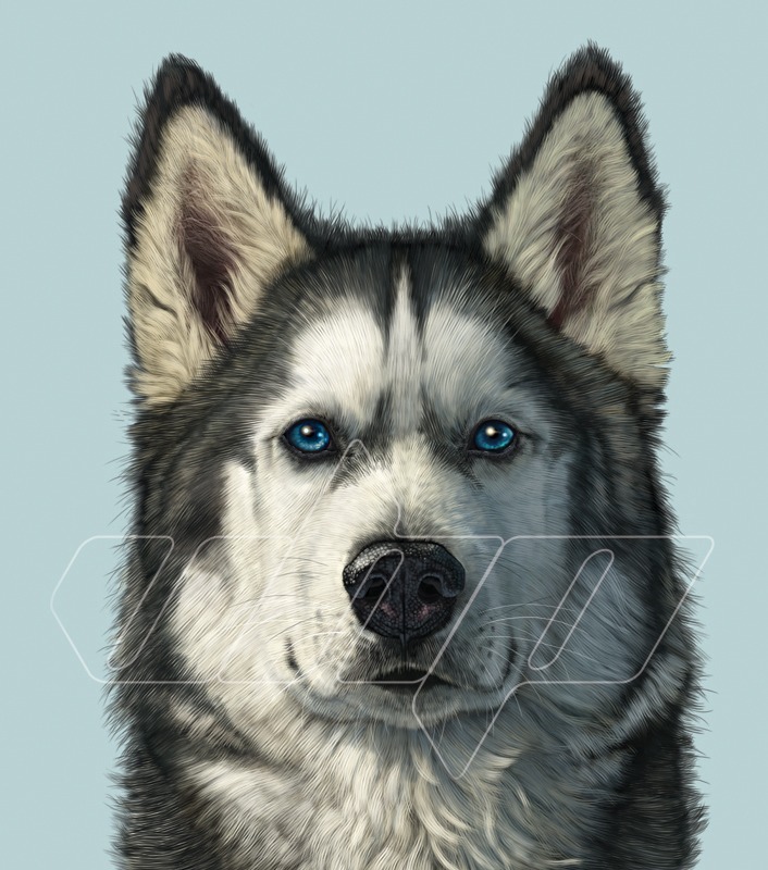 Husky Portrait
