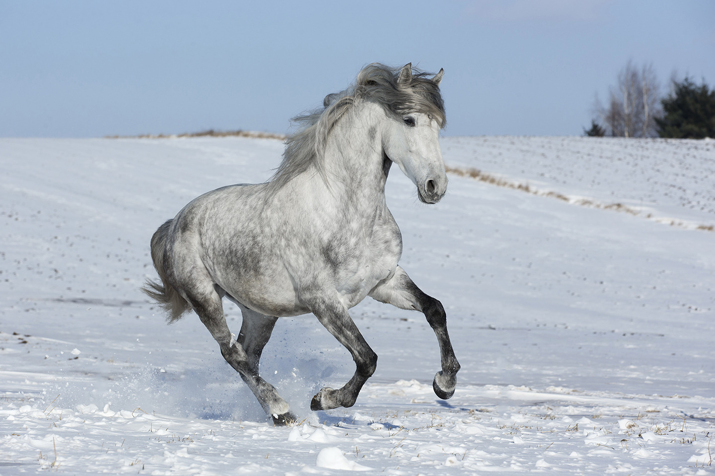 Frostborn