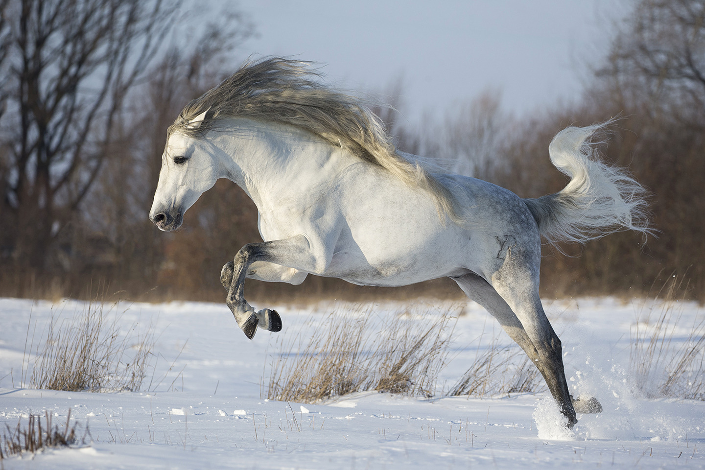 Born to Fly