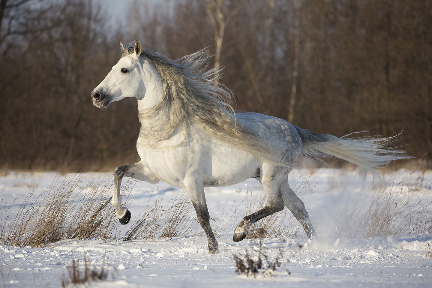 Pure Elegance
