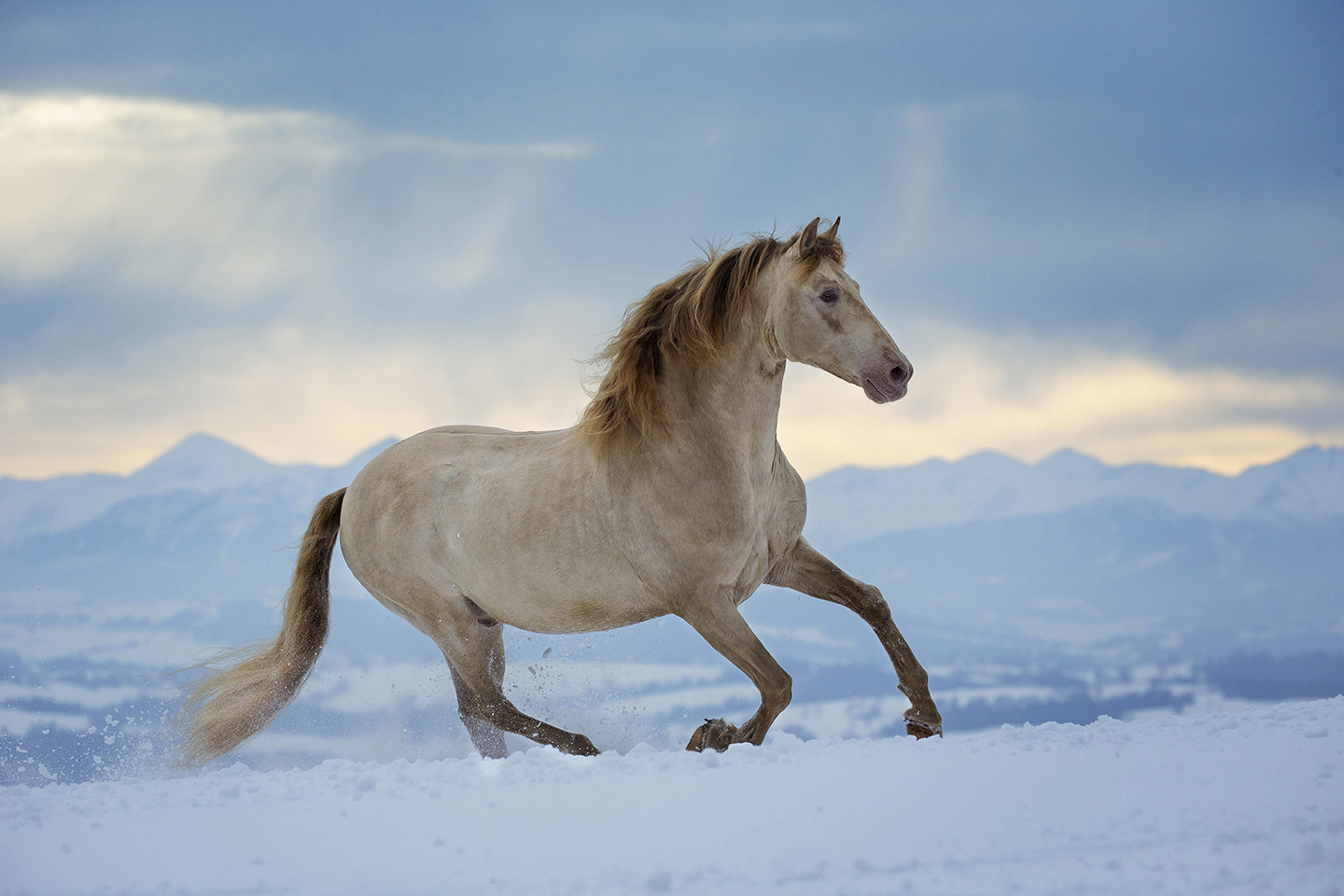 The Lonely Wanderer