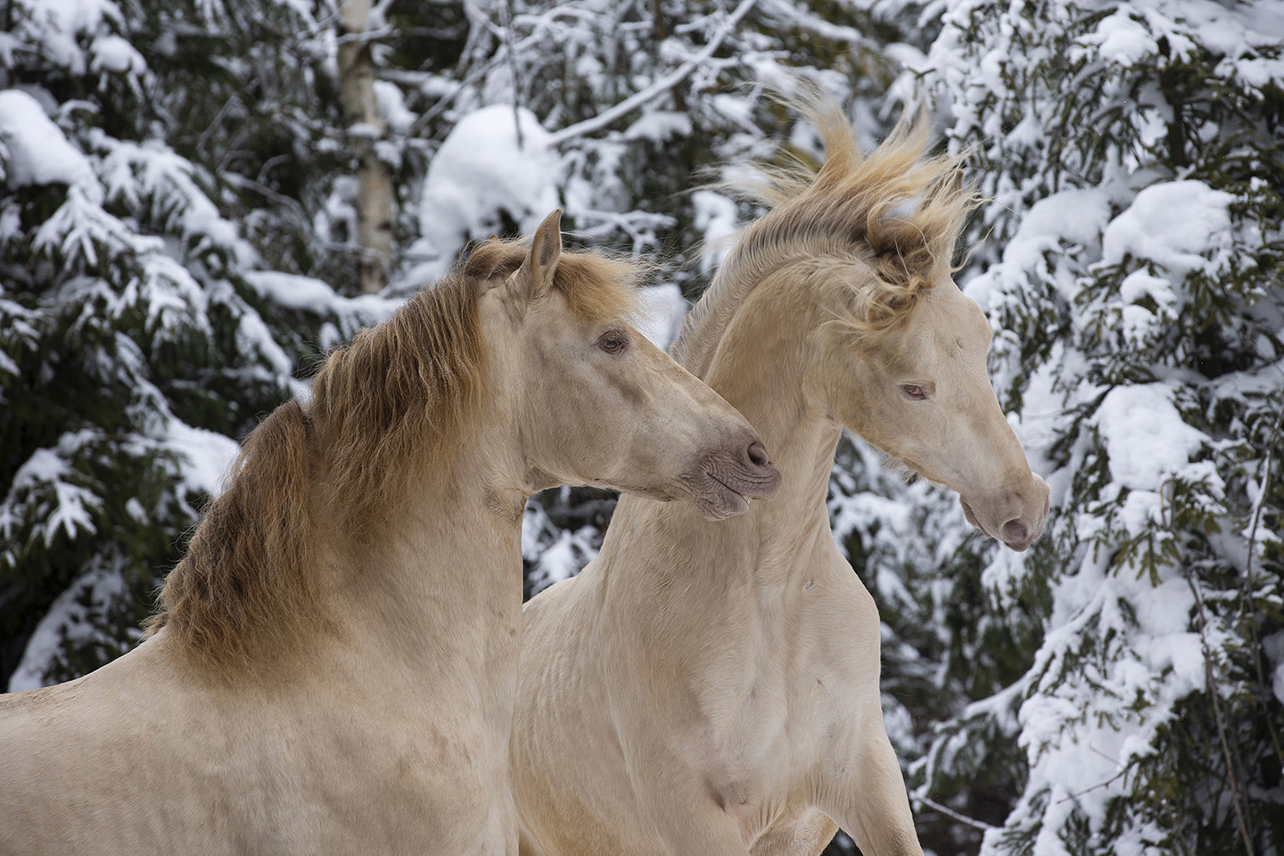 Winter Plays