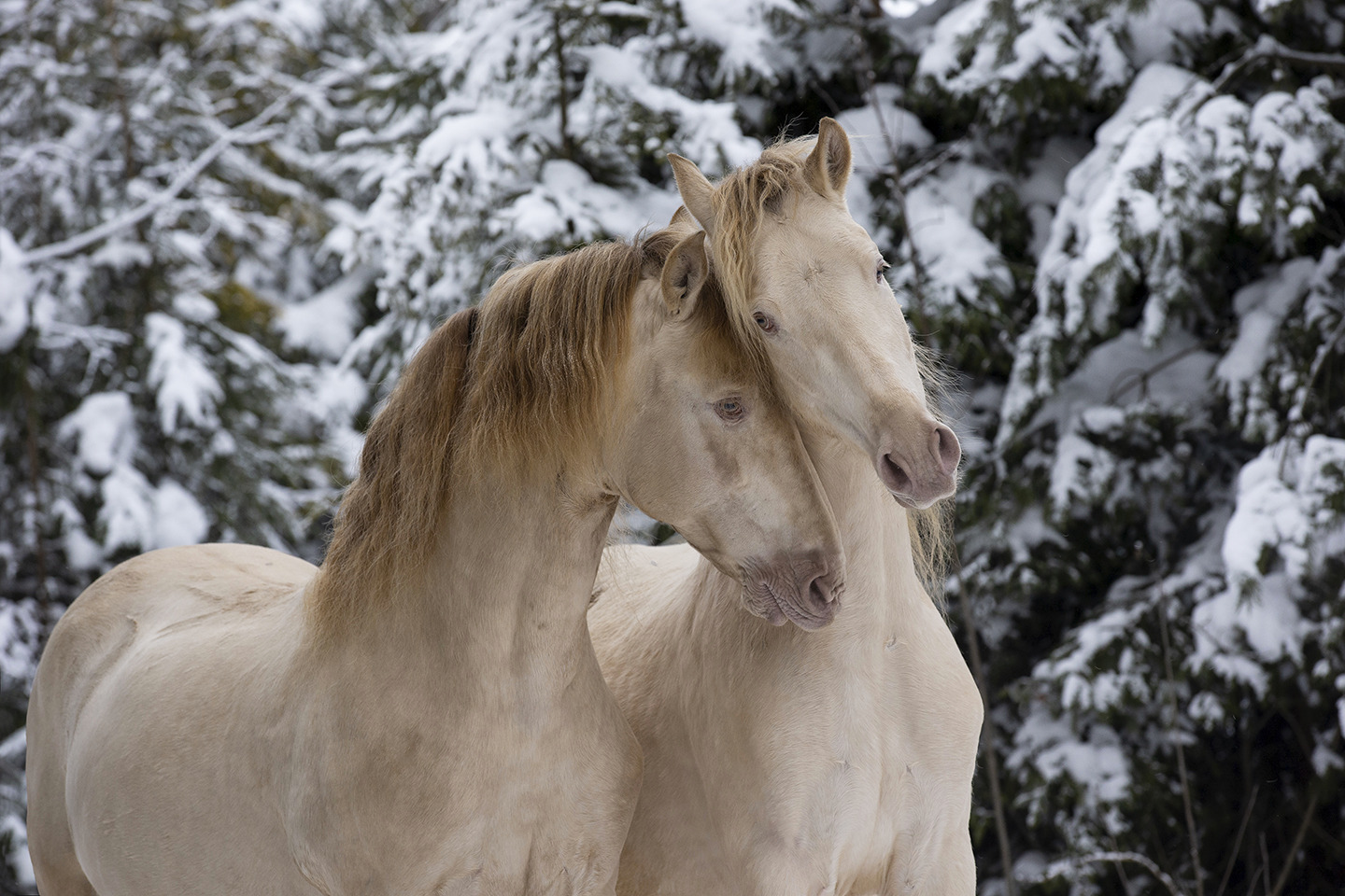 Winter Whispers