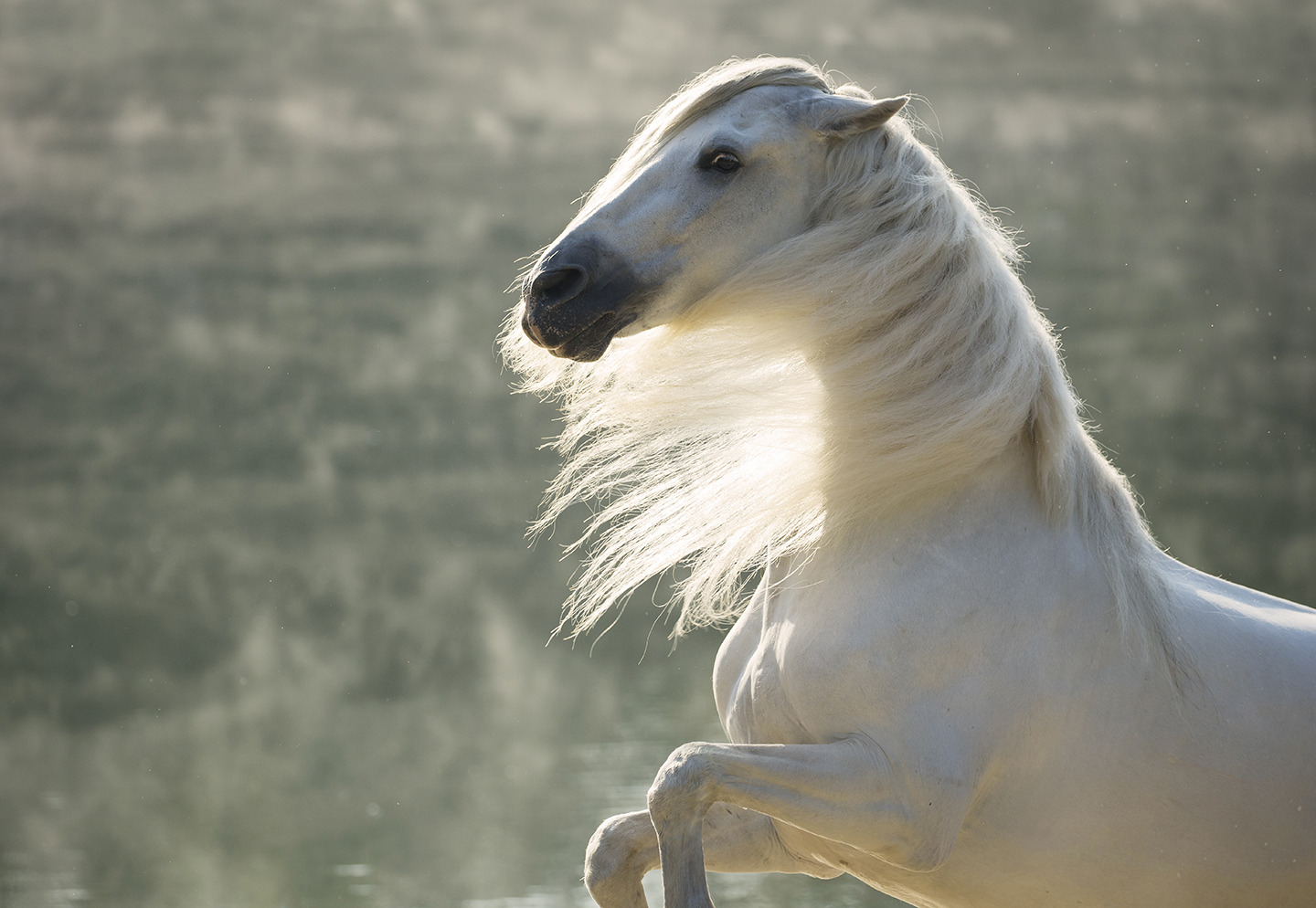 Mane of Light