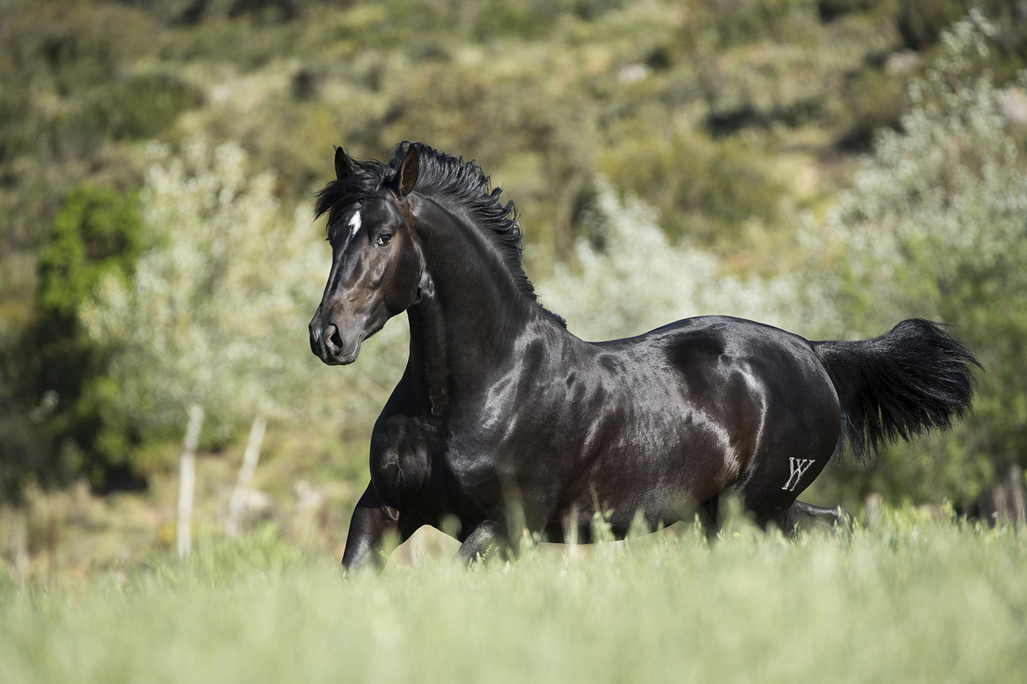 Black Diamond