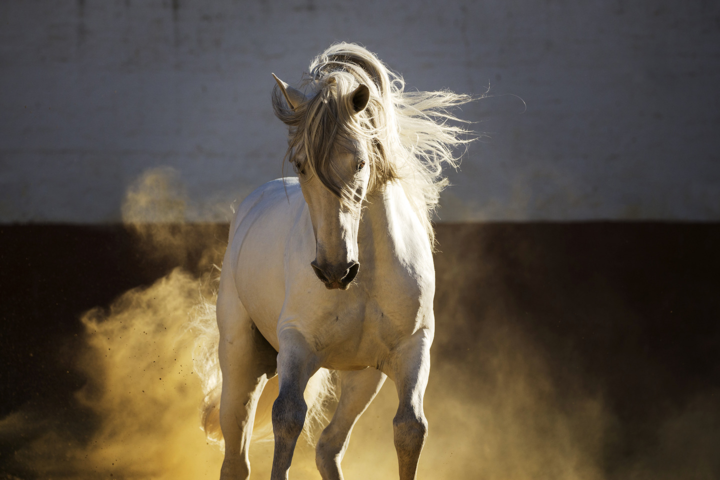 Through the Dust