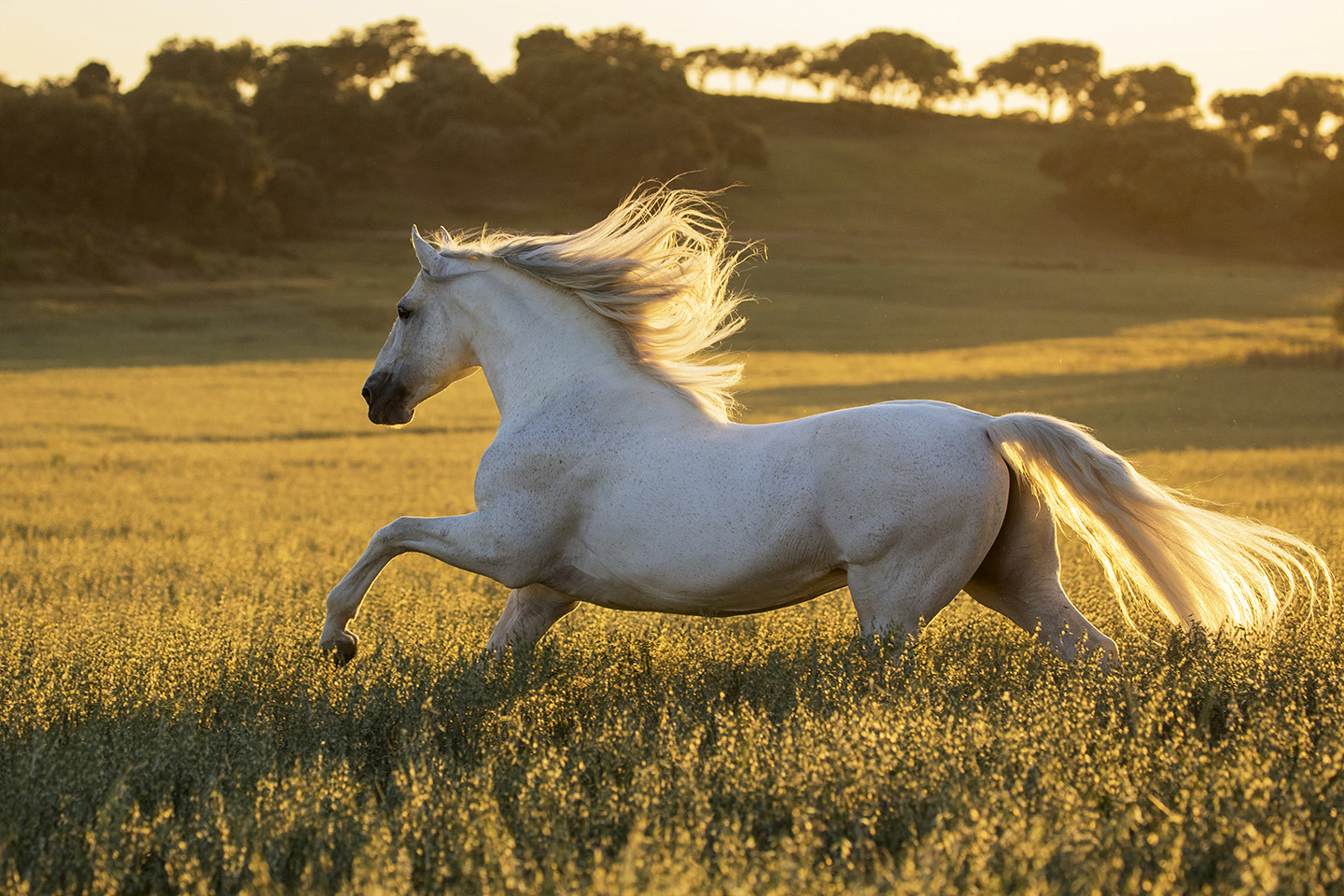 Fields of Gold