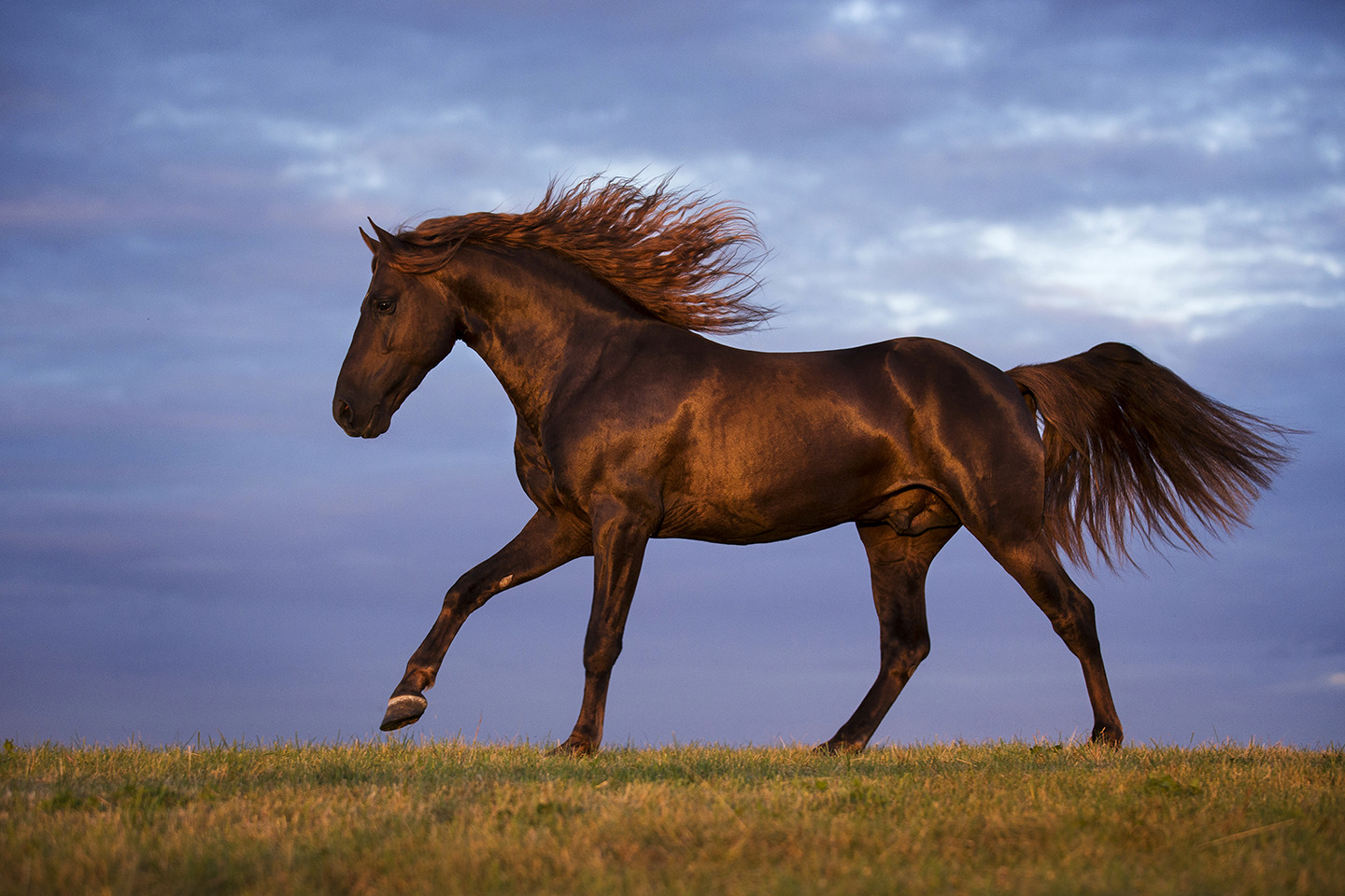 Windborn