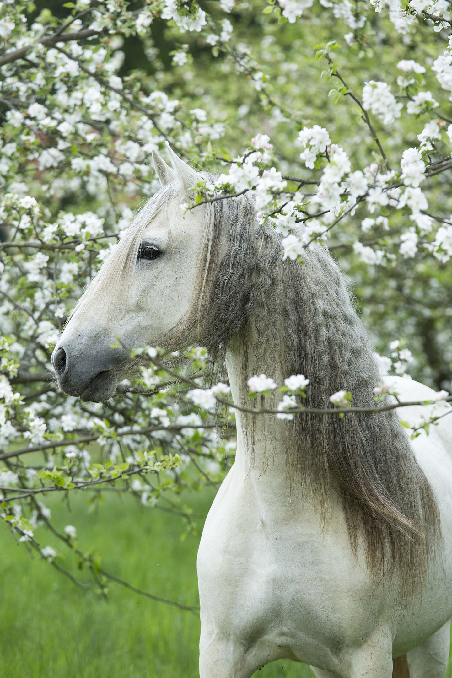 Hidden Among the Blossoms