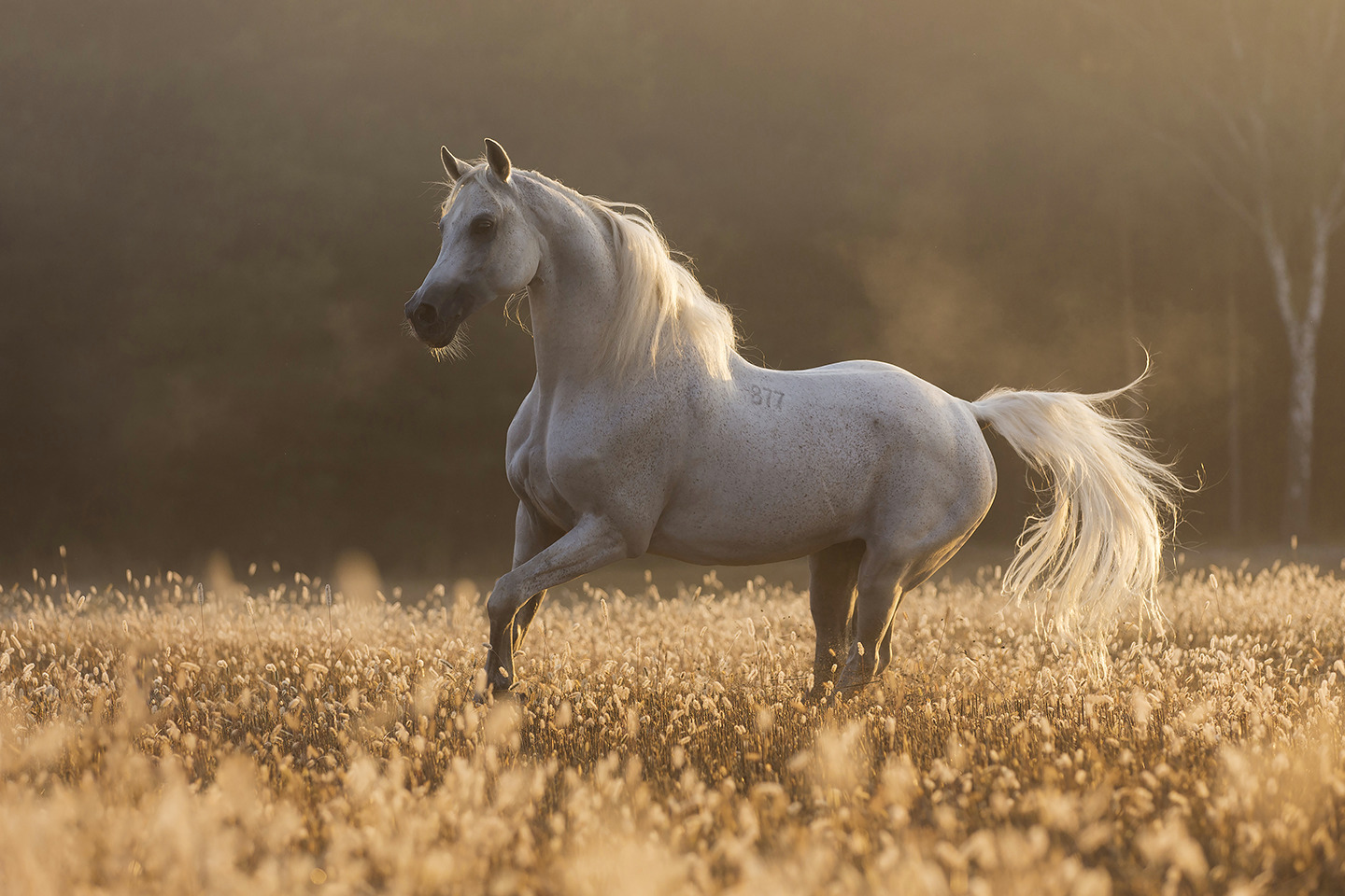 The Last Unicorn