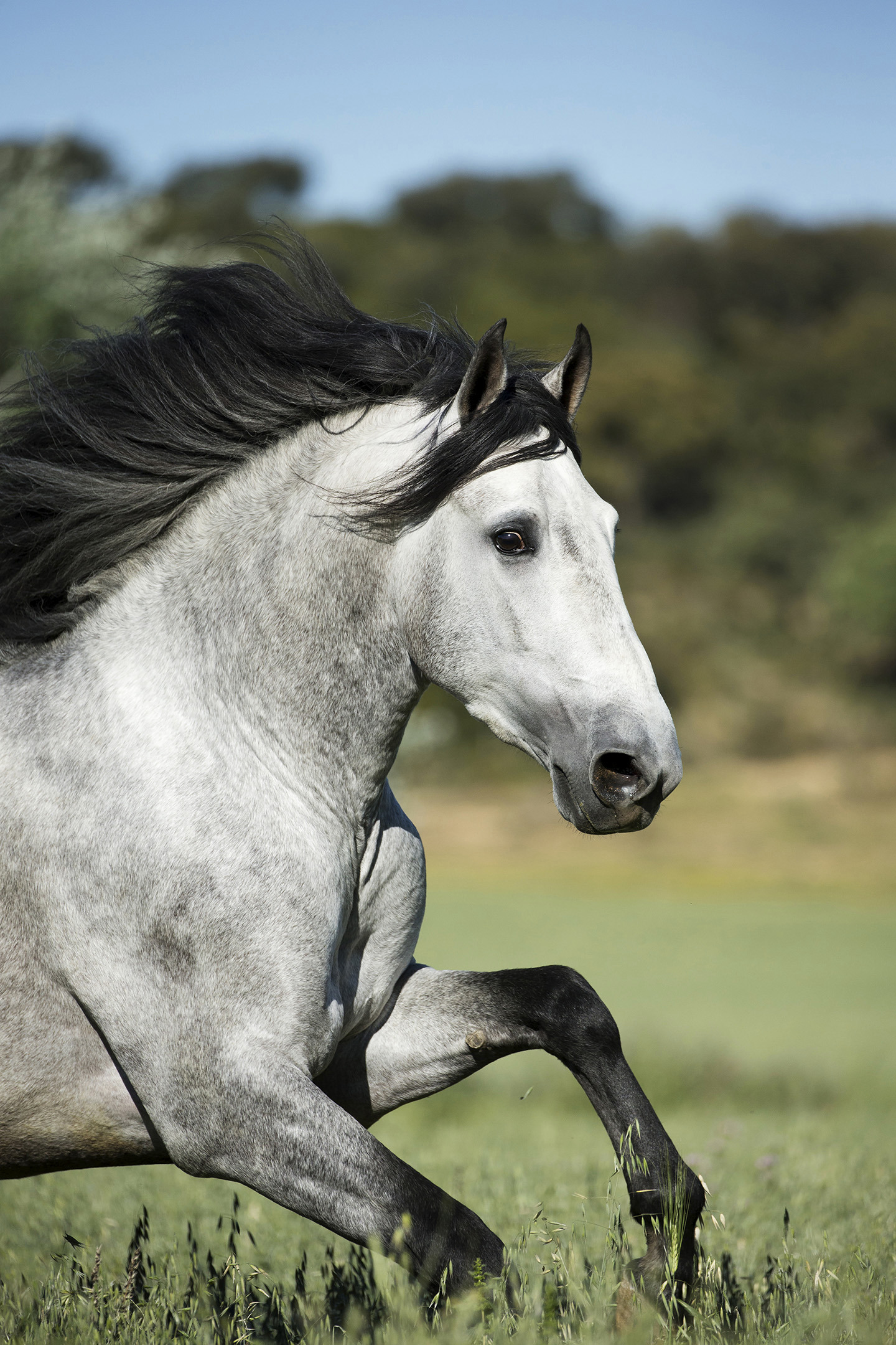 Mane in Flight