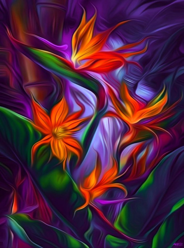 Birds of Paradise