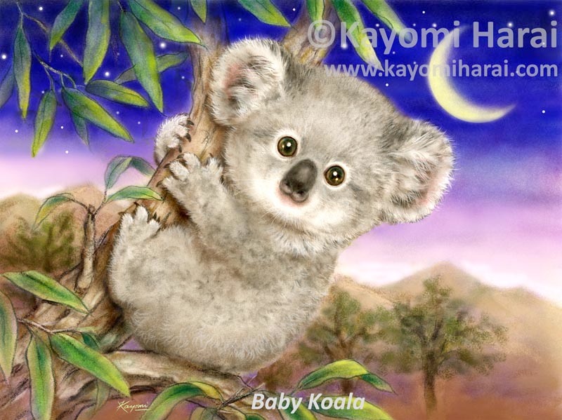Baby Koala
