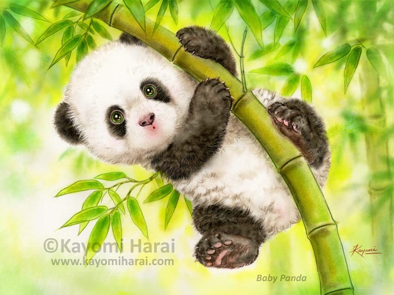 Baby Panda