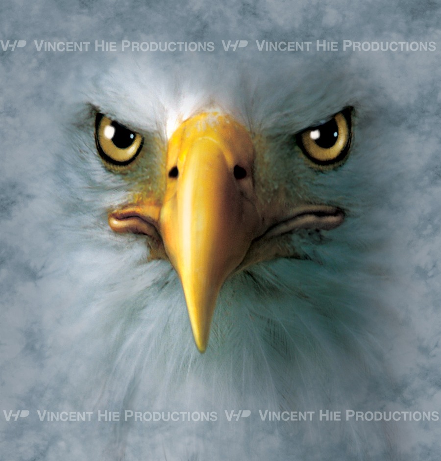 Bald Eagle Big Face