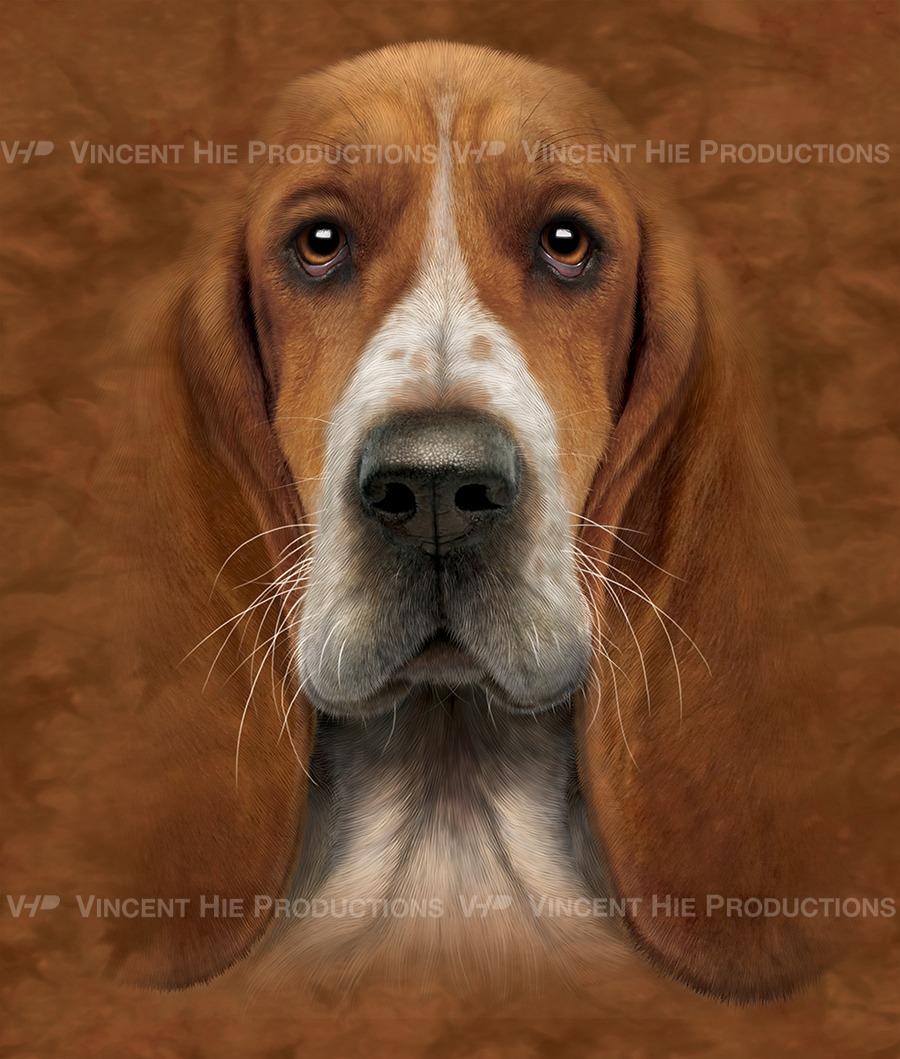 Basset Artesian. Normand Big Face