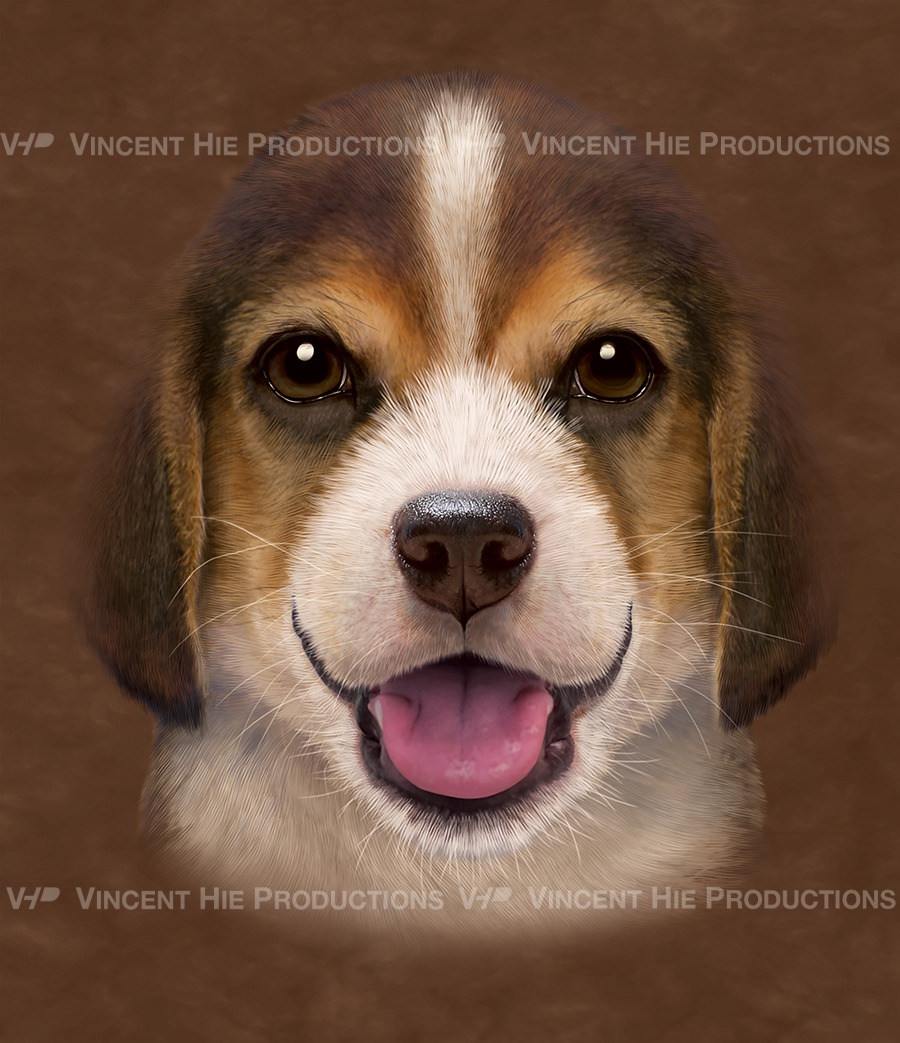 Beagle puppy Big Face