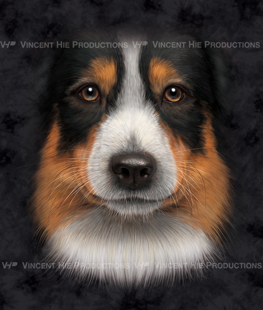Bernese Mountain Dog Puppy Big Face