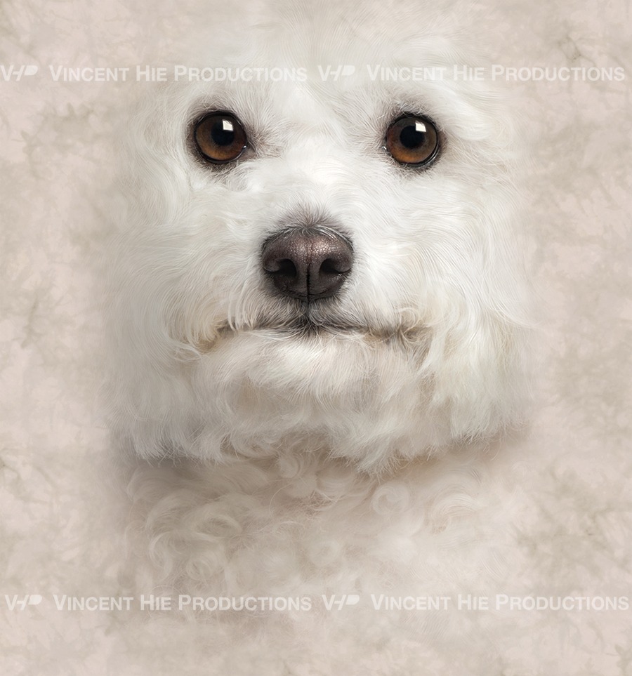 Bichon Frise Big Face