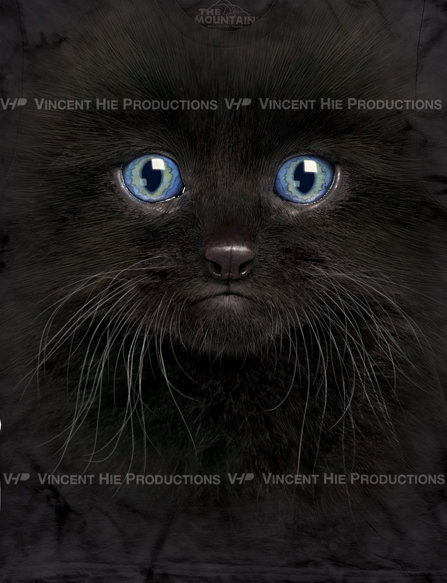 Black Kitten Big Face